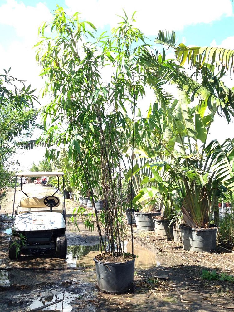 bambusa-lako-timor-black-bamboo