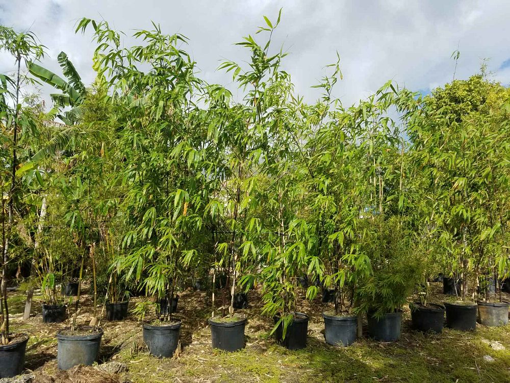 bambusa-lako-timor-black-bamboo
