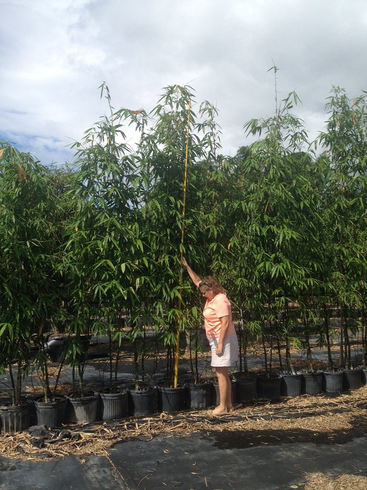 bambusa-lako-timor-black-bamboo