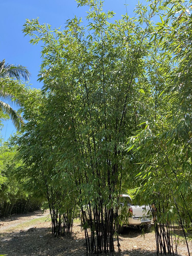 bambusa-lako-timor-black-bamboo