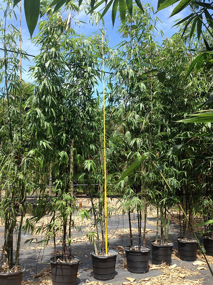 bambusa-lako-timor-black-bamboo