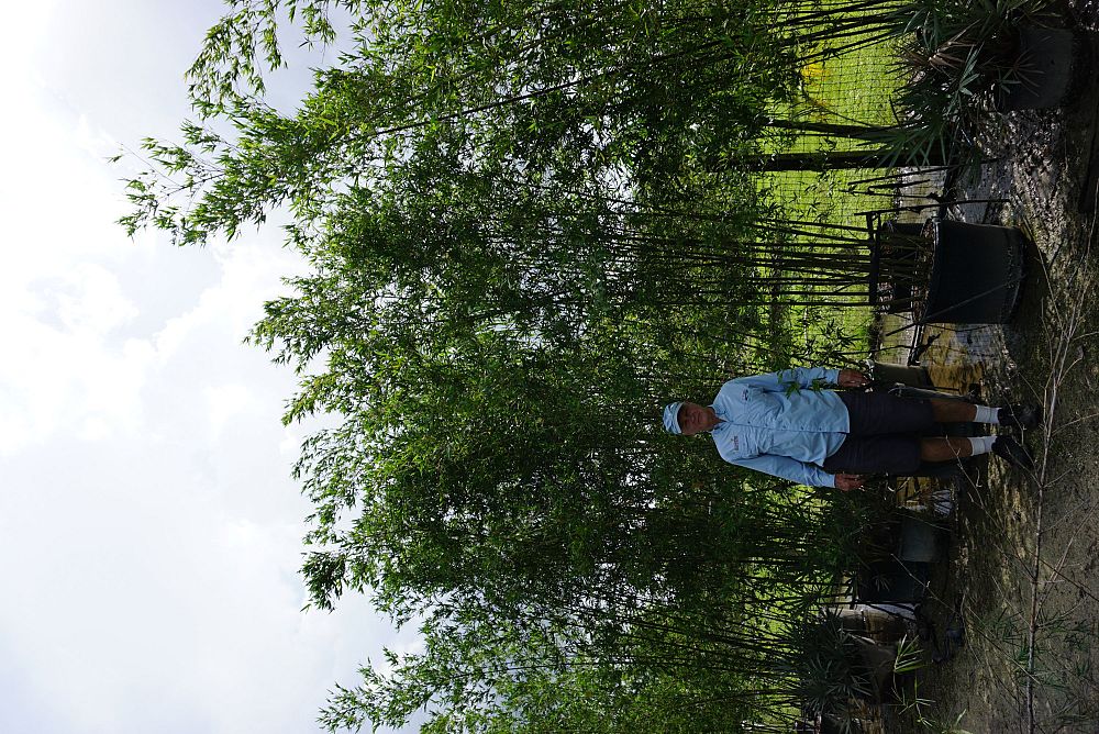 bambusa-lako-timor-black-bamboo