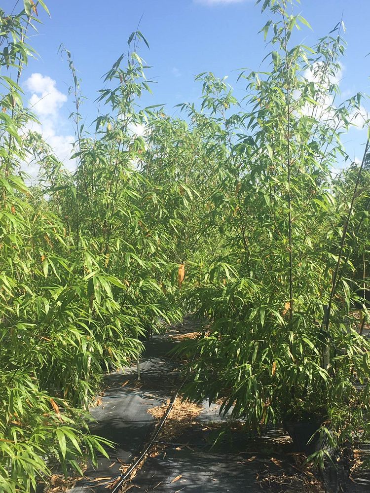 bambusa-lako-timor-black-bamboo