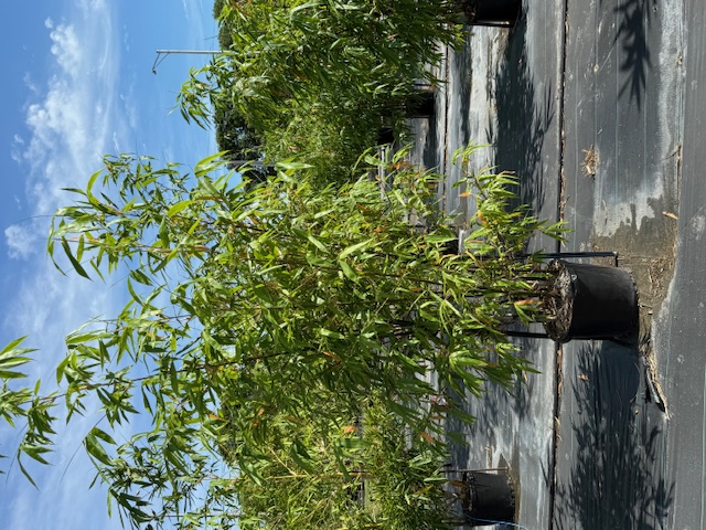 bambusa-lako-timor-black-bamboo