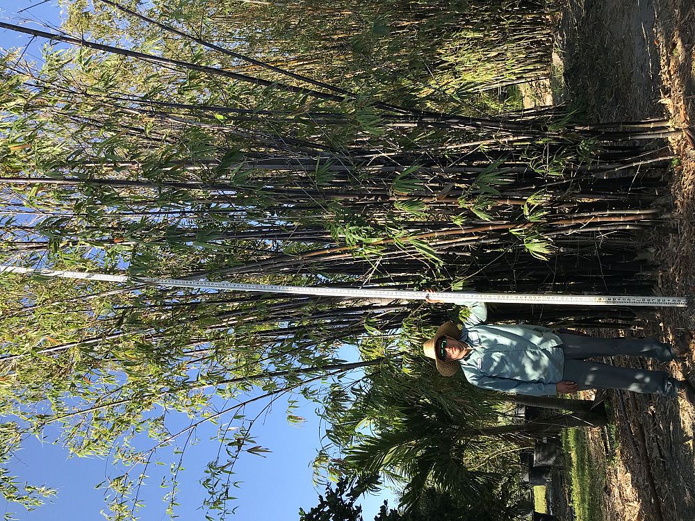 bambusa-lako-timor-black-bamboo