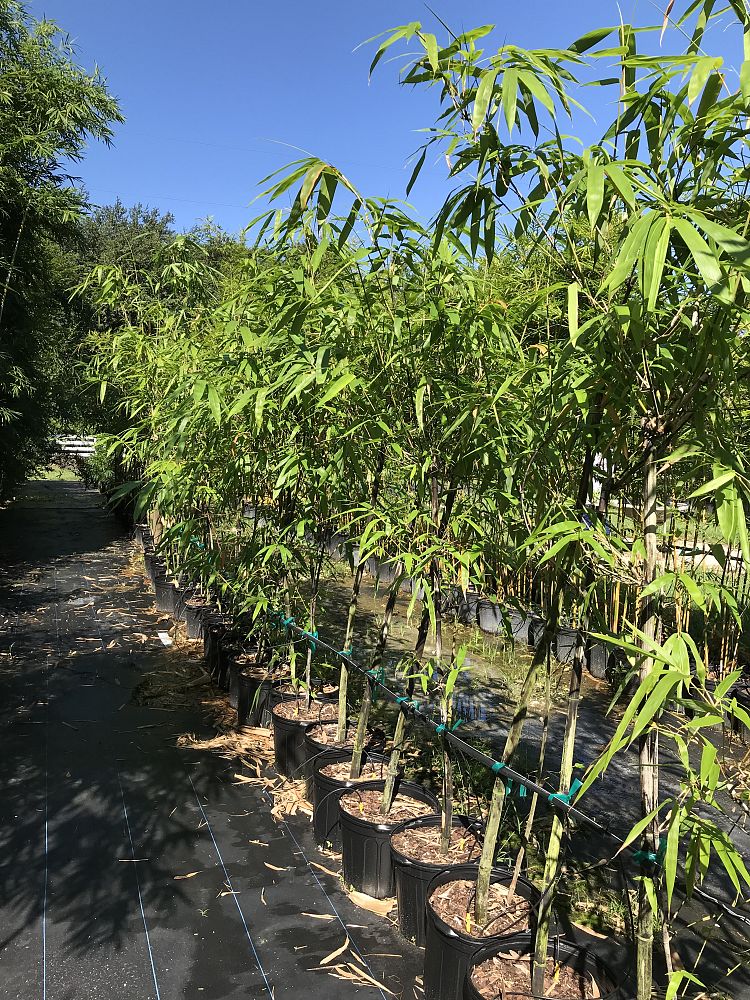 bambusa-lako-timor-black-bamboo