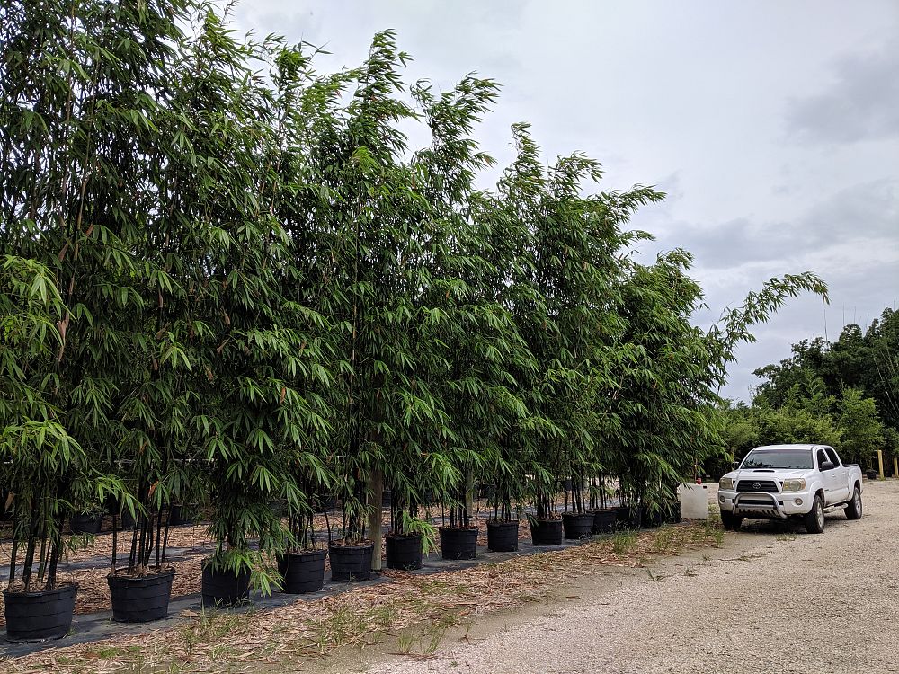bambusa-lako-timor-black-bamboo