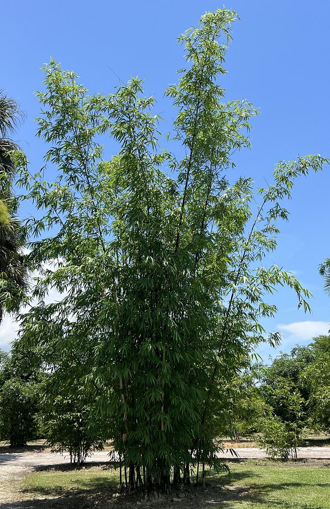 bambusa-lako-timor-black-bamboo