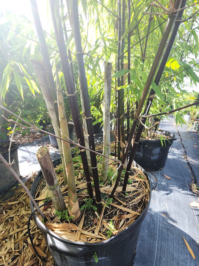 bambusa-lako-timor-black-bamboo