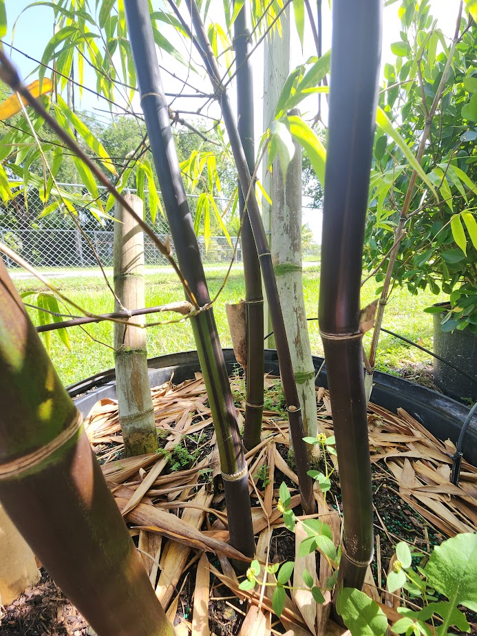 bambusa-lako-timor-black-bamboo