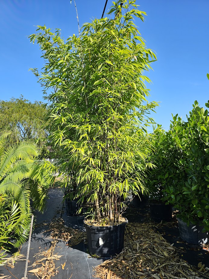bambusa-lako-timor-black-bamboo