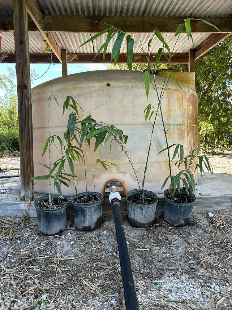 bambusa-lako-timor-black-bamboo