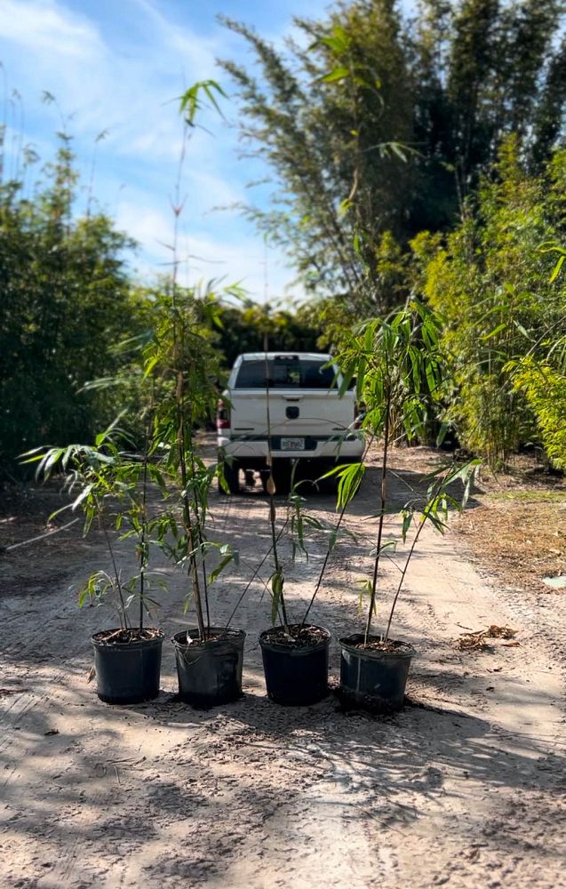 bambusa-lako-timor-black-bamboo
