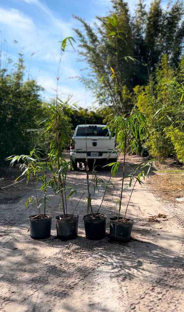 bambusa-lako-timor-black-bamboo
