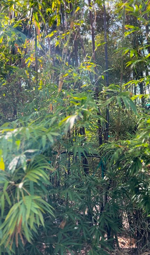 bambusa-lako-timor-black-bamboo