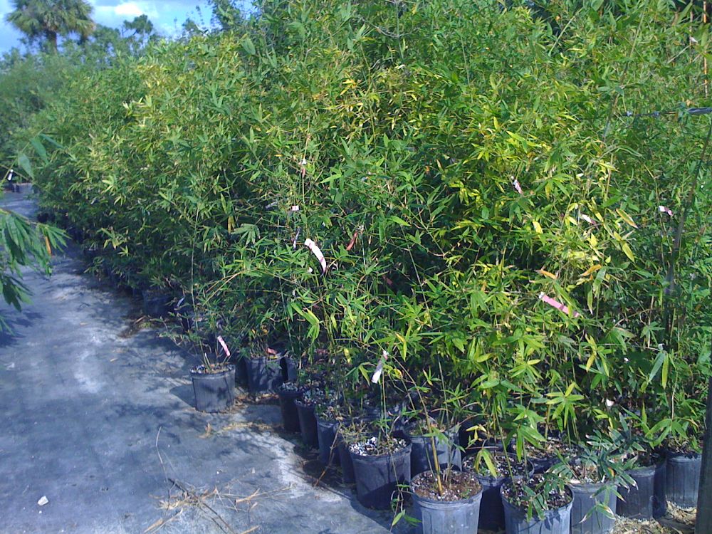 bambusa-malingensis-maling-bamboo-seabreeze-bamboo