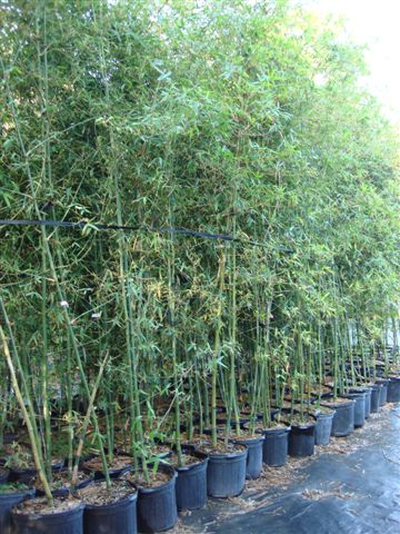 bambusa-malingensis-maling-bamboo-seabreeze-bamboo