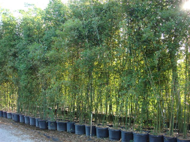 bambusa-malingensis-maling-bamboo-seabreeze-bamboo