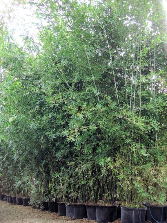 bambusa-malingensis-maling-bamboo-seabreeze-bamboo