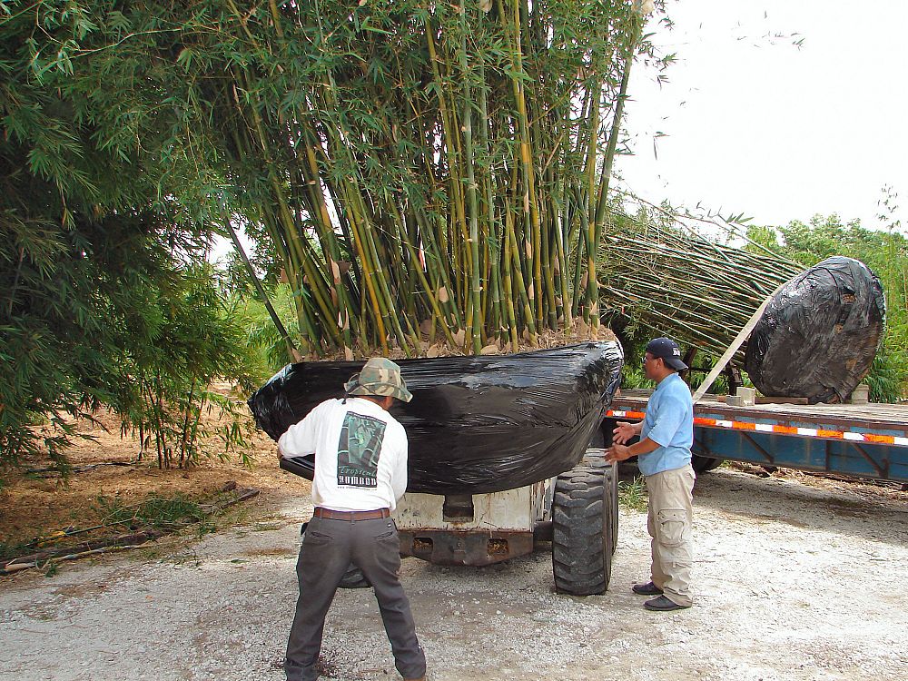 bambusa-malingensis-maling-bamboo-seabreeze-bamboo