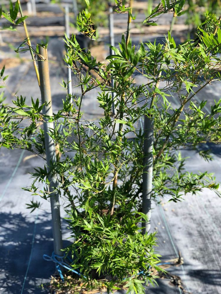 bambusa-malingensis-maling-bamboo-seabreeze-bamboo