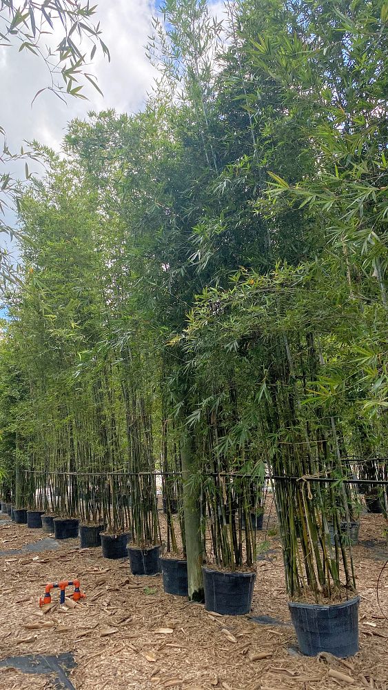 bambusa-malingensis-maling-bamboo-seabreeze-bamboo