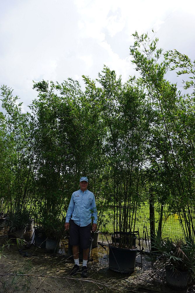 bambusa-malingensis-maling-bamboo-seabreeze-bamboo