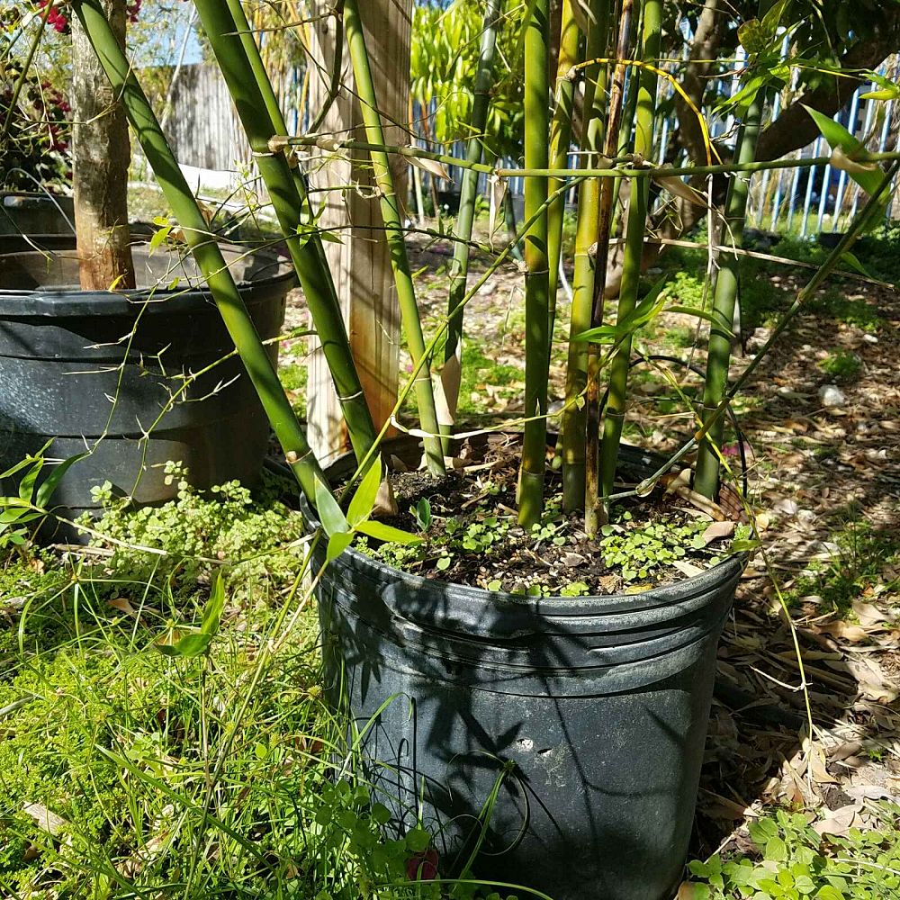 bambusa-malingensis-maling-bamboo-seabreeze-bamboo