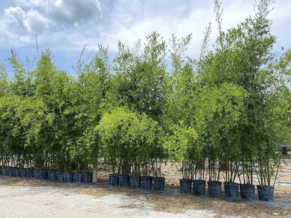 bambusa-malingensis-maling-bamboo-seabreeze-bamboo