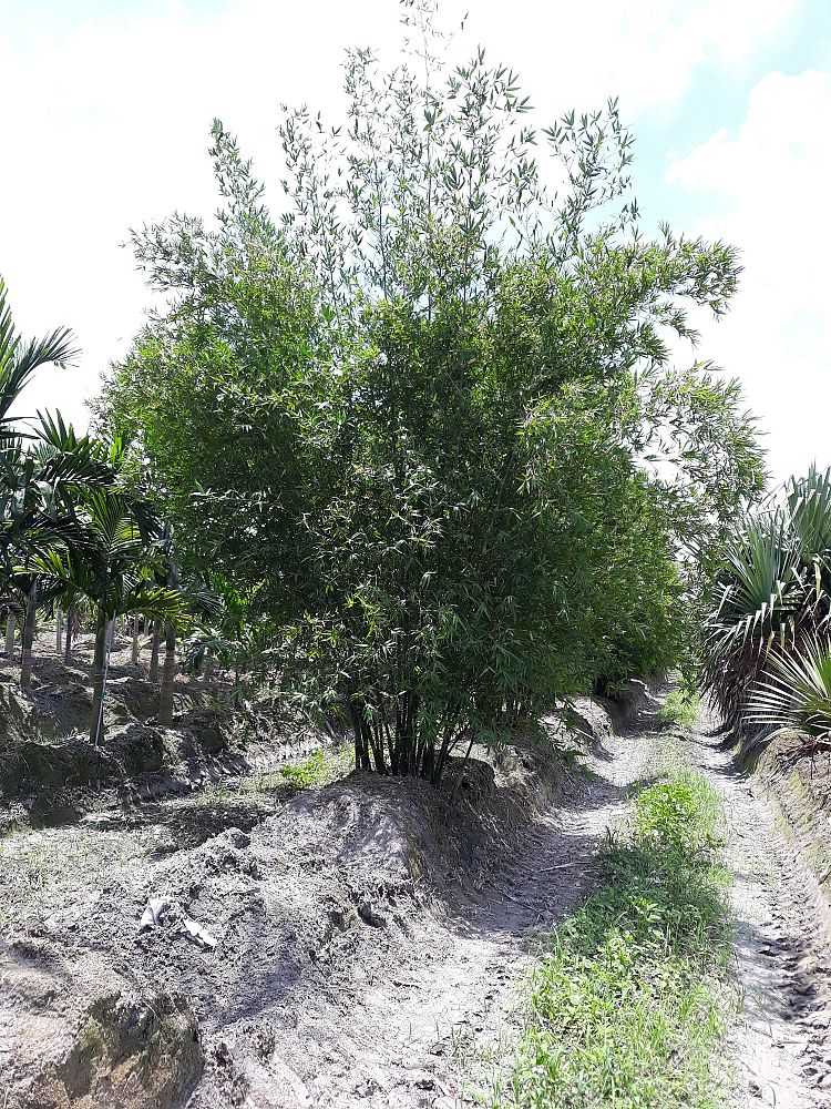 bambusa-malingensis-maling-bamboo-seabreeze-bamboo
