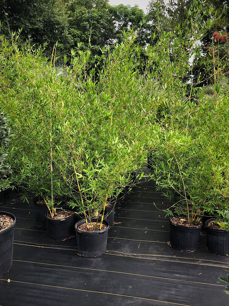 bambusa-malingensis-maling-bamboo-seabreeze-bamboo