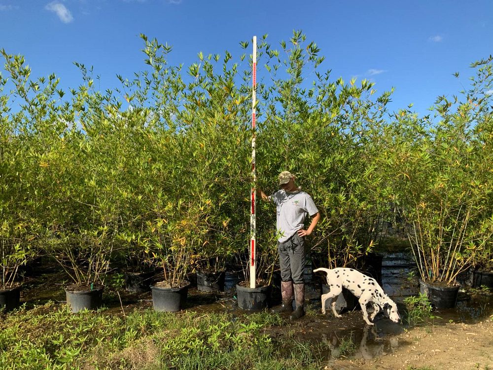 bambusa-malingensis-maling-bamboo-seabreeze-bamboo