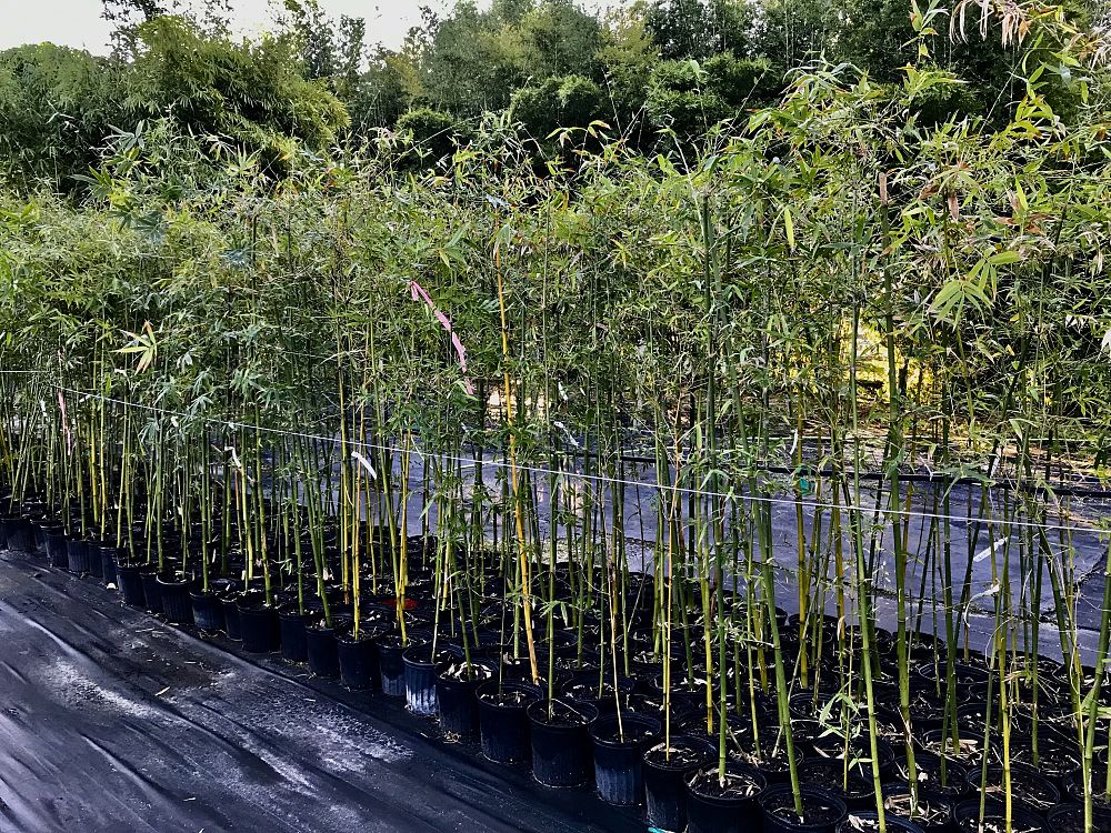 bambusa-malingensis-maling-bamboo-seabreeze-bamboo
