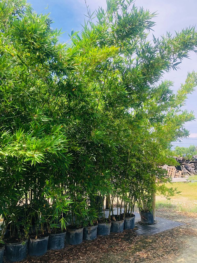 bambusa-malingensis-maling-bamboo-seabreeze-bamboo