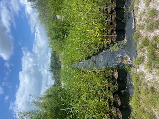bambusa-malingensis-maling-bamboo-seabreeze-bamboo