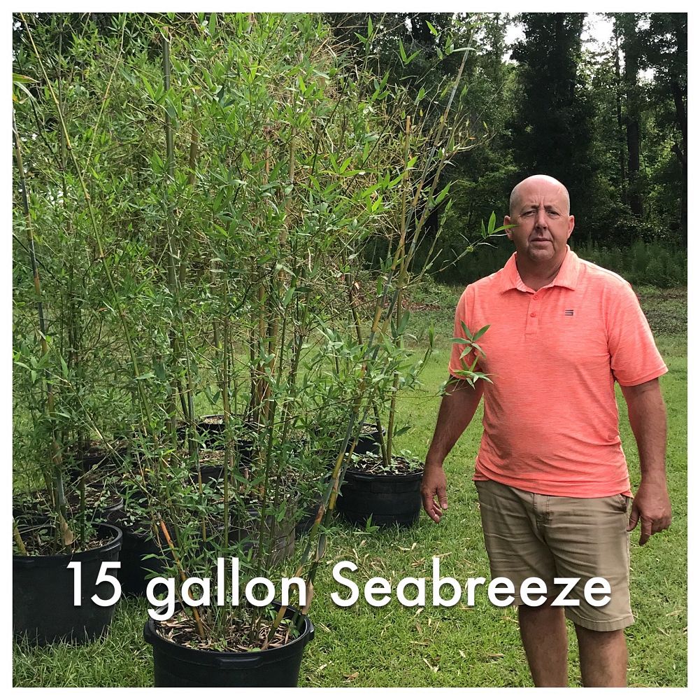 bambusa-malingensis-maling-bamboo-seabreeze-bamboo