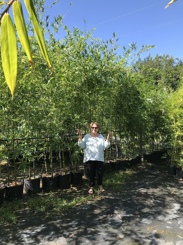 bambusa-malingensis-maling-bamboo-seabreeze-bamboo