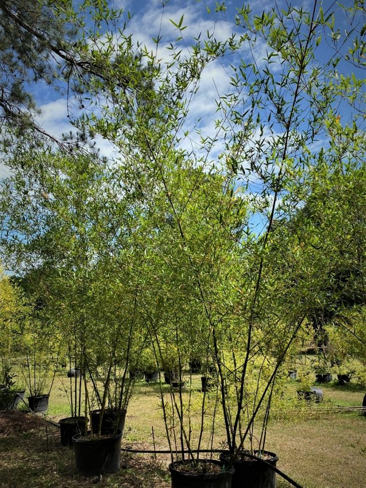 bambusa-malingensis-maling-bamboo-seabreeze-bamboo