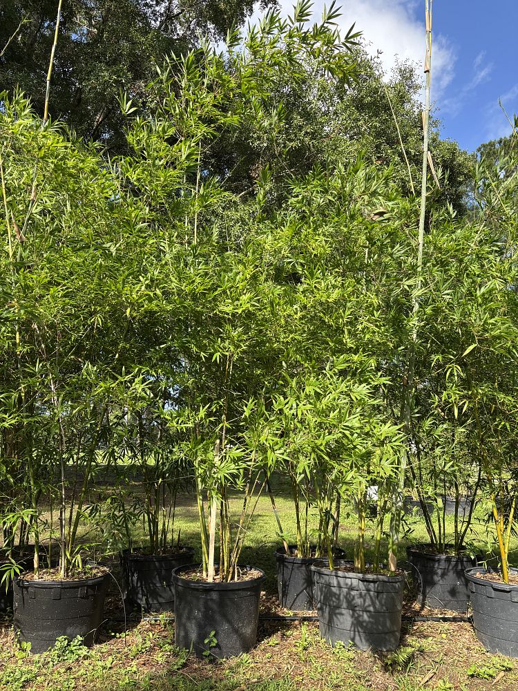 bambusa-malingensis-maling-bamboo-seabreeze-bamboo