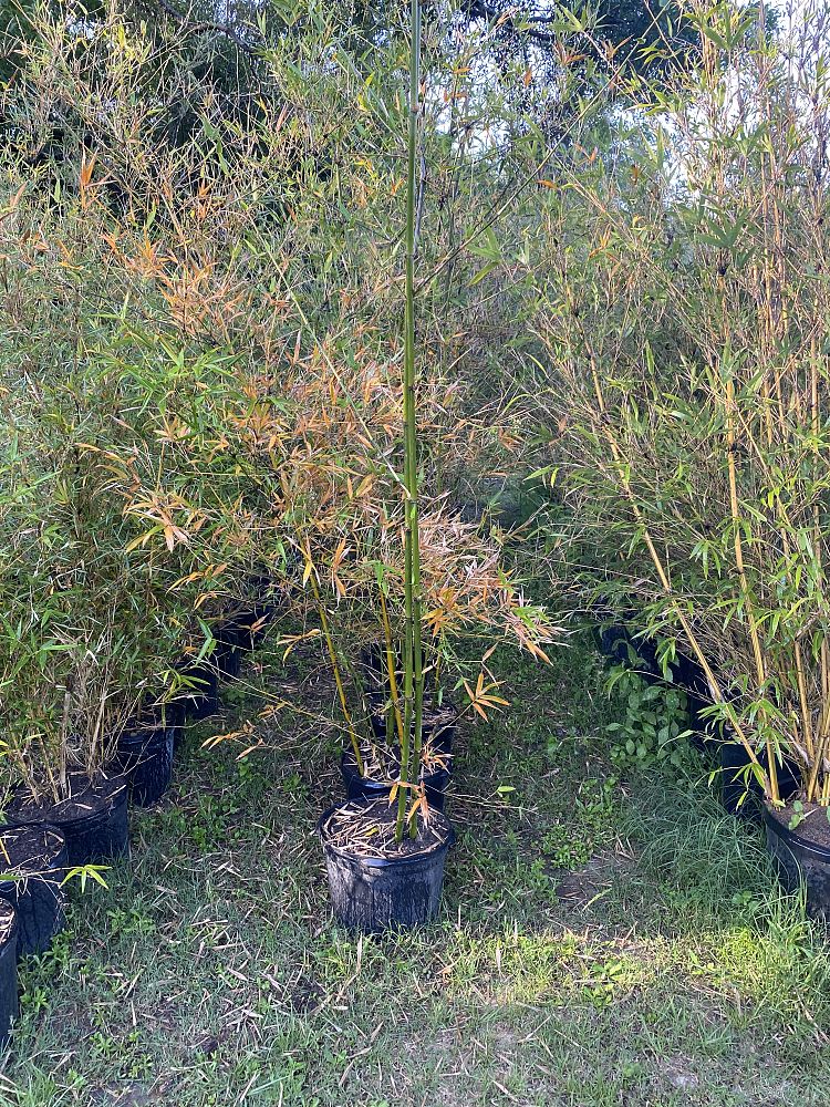 bambusa-malingensis-maling-bamboo-seabreeze-bamboo