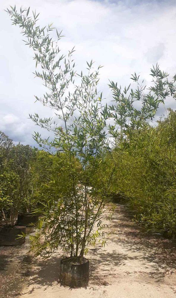 bambusa-malingensis-maling-bamboo-seabreeze-bamboo