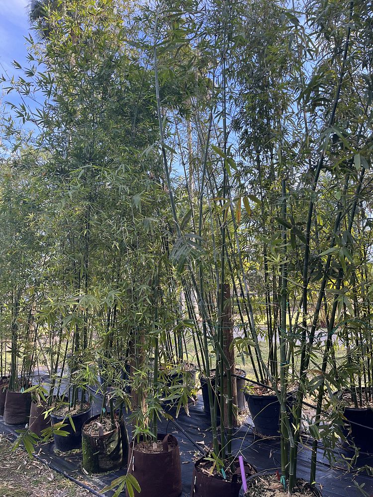 bambusa-malingensis-maling-bamboo-seabreeze-bamboo