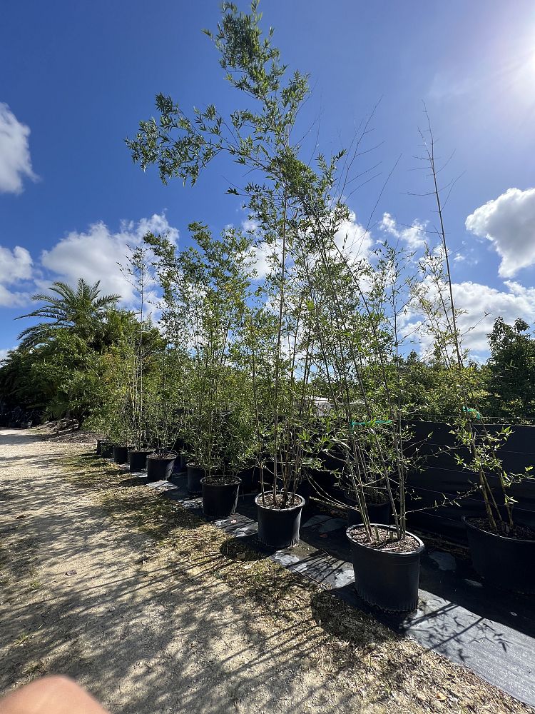 bambusa-malingensis-maling-bamboo-seabreeze-bamboo