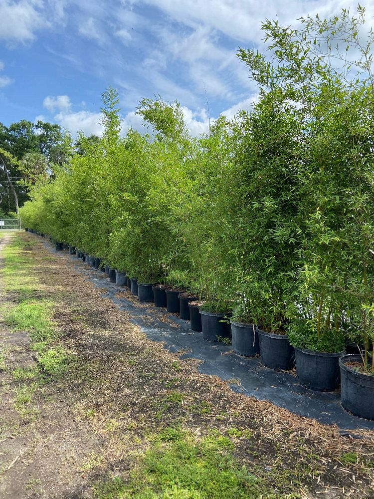 bambusa-malingensis-maling-bamboo-seabreeze-bamboo