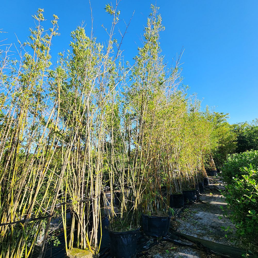 bambusa-malingensis-maling-bamboo-seabreeze-bamboo