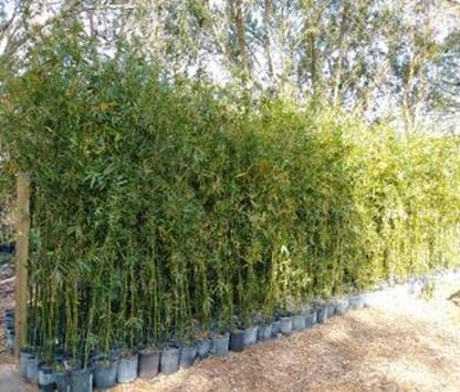 bambusa-malingensis-maling-bamboo-seabreeze-bamboo
