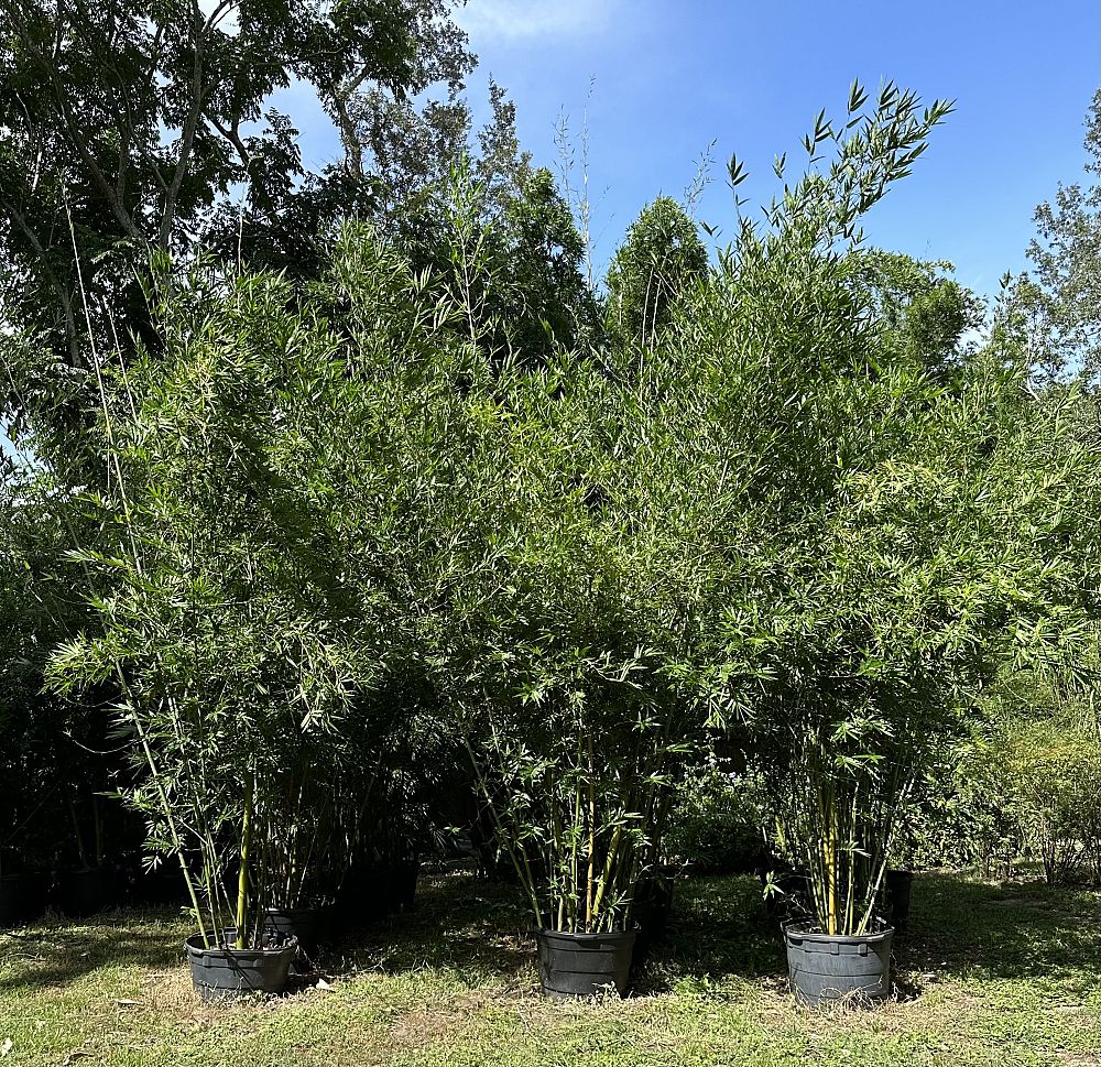 bambusa-malingensis-maling-bamboo-seabreeze-bamboo