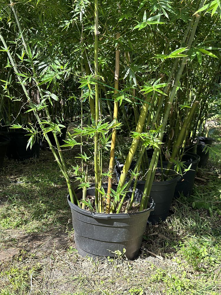 bambusa-malingensis-maling-bamboo-seabreeze-bamboo