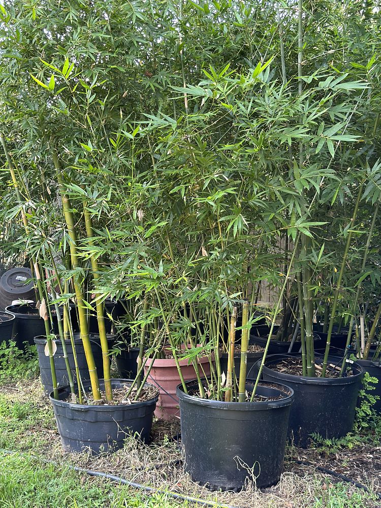 bambusa-malingensis-maling-bamboo-seabreeze-bamboo