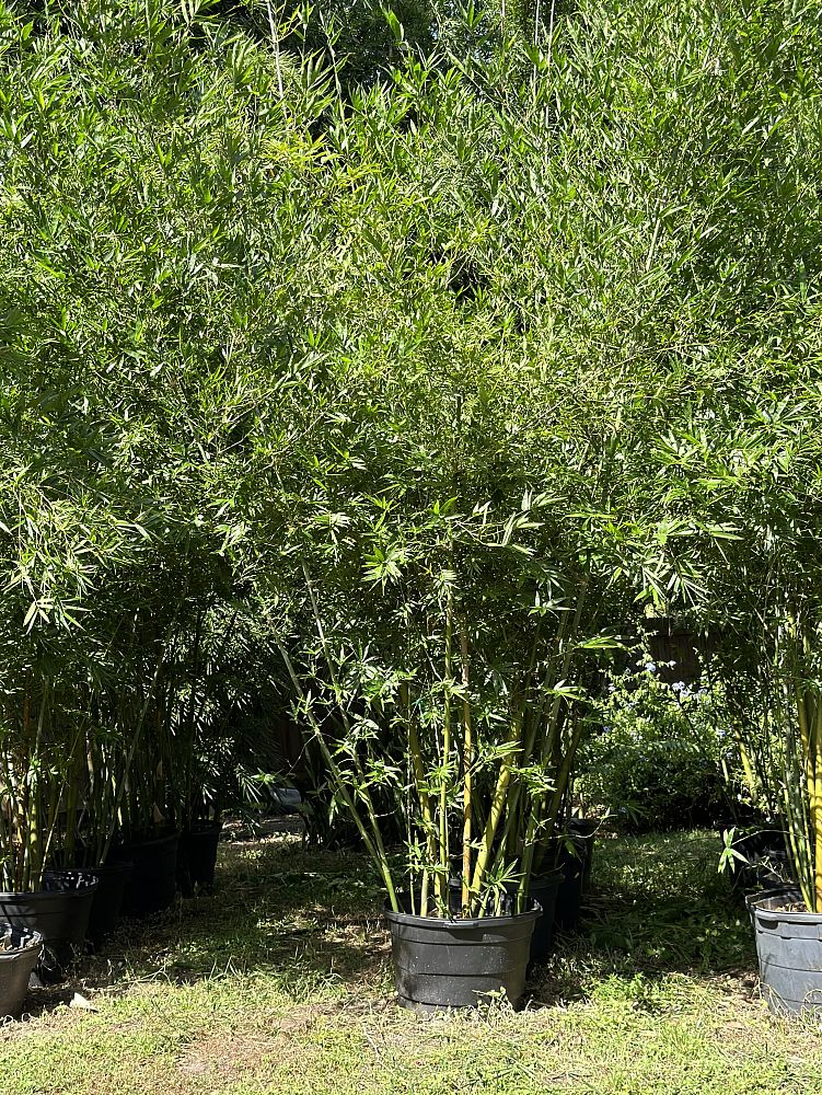 bambusa-malingensis-maling-bamboo-seabreeze-bamboo